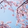 spring for tokyoites 2024