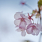 寒桜１０