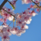 寒桜９