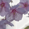 寒桜２