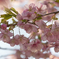 寒桜３