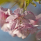 寒桜４