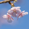 寒桜５