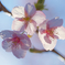 寒桜６