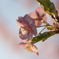 寒桜７