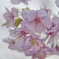寒桜８