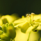 菜の花１