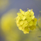 菜の花４