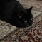 黒猫