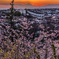 桜と富士山