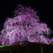 三重県　鈴鹿の森公園　しだれ梅