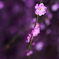 梅の花