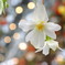 なばなの里温室の花１