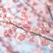 春の光