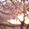 今年の初桜②