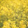菜の花～春の土手4