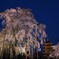 夜風に聳える不二桜 京都