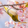 いつもの公園「華追い」