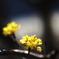 早春花　1
