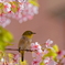 メジロ  　IMG-0317