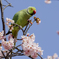 ワカケホンセイインコ