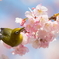 お花見３