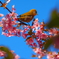 河津桜とつぐみ