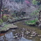 春の心宇池2