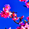 青空バックに映える河津桜③