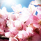 東寺さんの八重桜