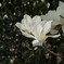 IMG_6271 木蓮 Magnolia  