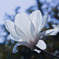 IMG_6279 木蓮 Magnolia