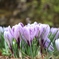 クロッカス２　フラワーセンターにて