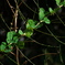 IMGP8474
