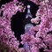 夜桜✕東京スカイツリー