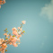 河津桜