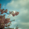 河津桜