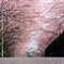 密蔵院の桜