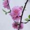 IMG_6222 花桃 Prunus persica