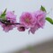 IMG_6223 花桃 Prunus persica