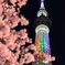 日本を彩る電波塔と桜