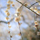 ソラにとける早春の山桜