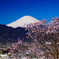 里山の桜満開③