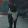 バンコクのノラ猫さん