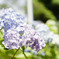 紫陽花