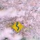 河津桜に囲まれ。