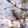 桜とヒヨドリ