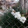 路傍の花