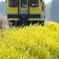 2024 いすみ鉄道の菜の花①～④の中の②