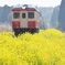 2024　いすみ鉄道の菜の花①～④の中の④（終）